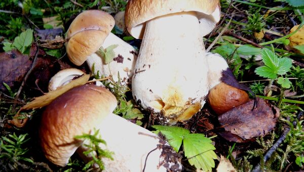 Белые грибы, архивное фото