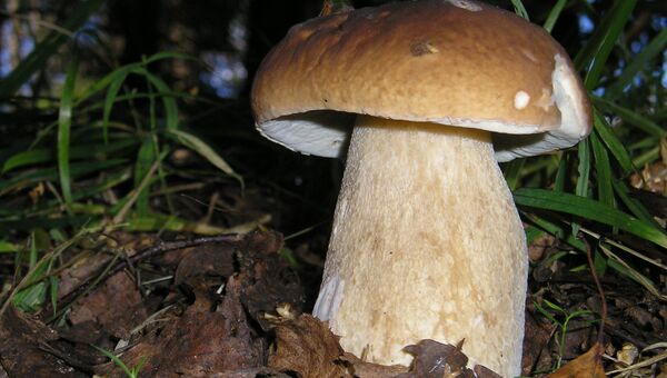 Белые грибы в Вологде