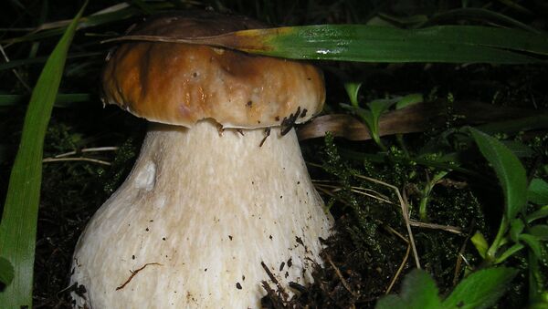 Белый гриб, архивное фото