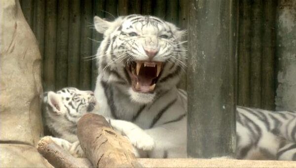 Белая тигрица играет с детенышами и скалится на посетителей зоопарка