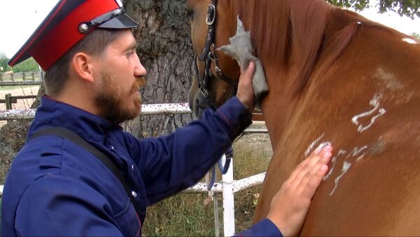 Казаки чистят коней-рекордсменов перед дальним походом во Францию 