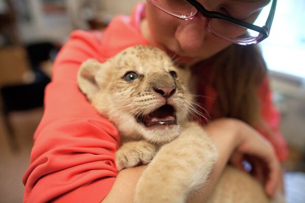 В Новосибирском зоопарке родился гибрид лигрицы и льва