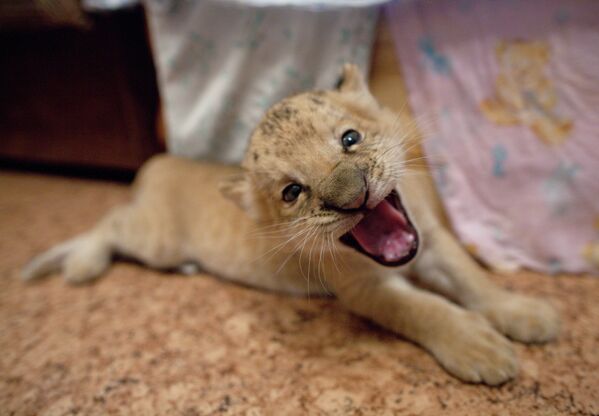 В Новосибирском зоопарке родился гибрид лигрицы и льва