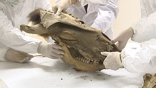 Ученые исследуют шерсть и кости мамонта, найденные в якутской пещере