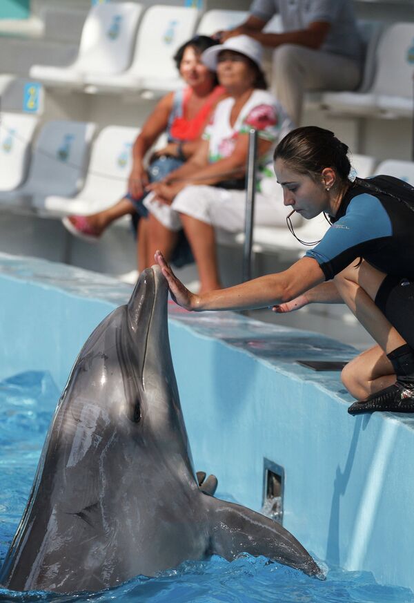 Самый крупный в России дельфинарий открылся в Сочи