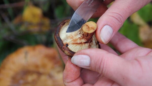 Как выбрать съедобный лесной гриб и опознать поганку 
