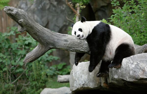 Гигантская панда Мэй Сян в зоопарке Вашингтона