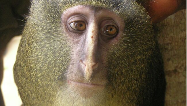 Самец Cercopithecus lomamiensis.