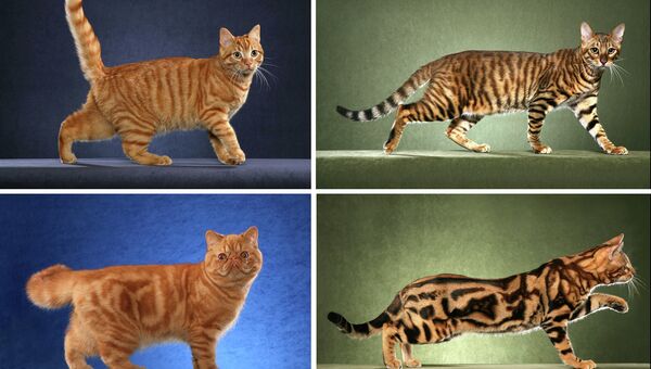 Мутация в гене Taqpep превращает полоски на теле кошек в леопардовые пятна