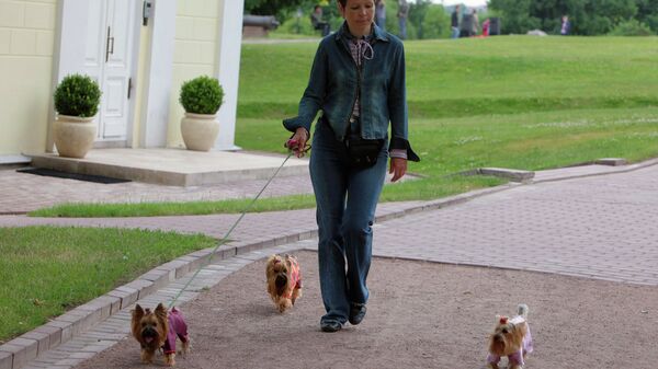 Женщина гуляет с собаками