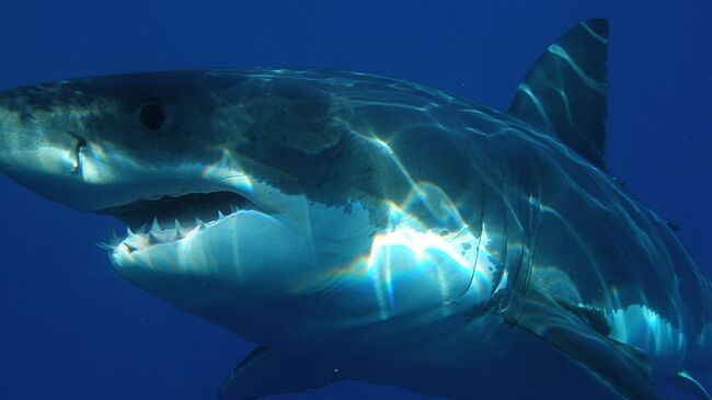 Большая белая акула. Архивное фото