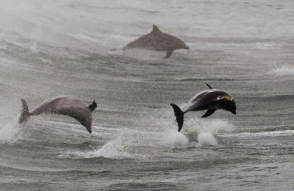 Дельфины недалеко от пляжа Бонди Бич в Сиднее