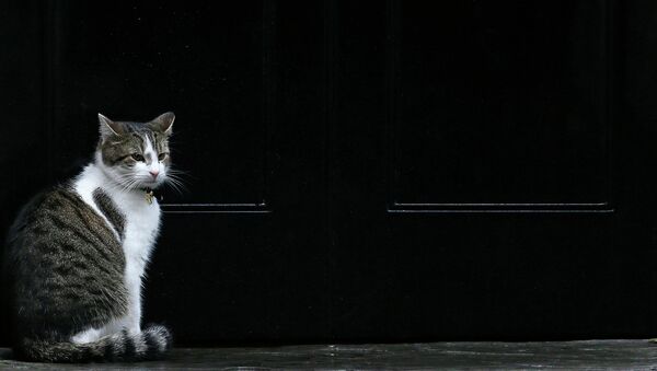 Кот на улице Лондона