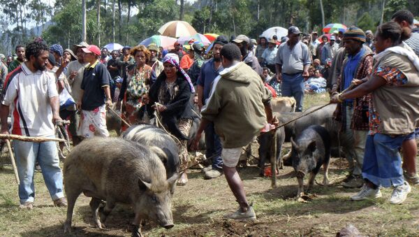 Компенсация в виде живых свиней и их мяса поможет двум кланам папуасов энга избежать кровопролитной войны