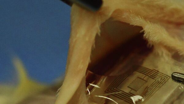 Ученые вживляют растворимый имплантат с датчиками бактериального заражения под кожу крысы