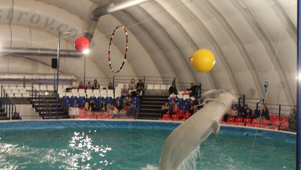 дельфинарий Москва ВВЦ дельфин