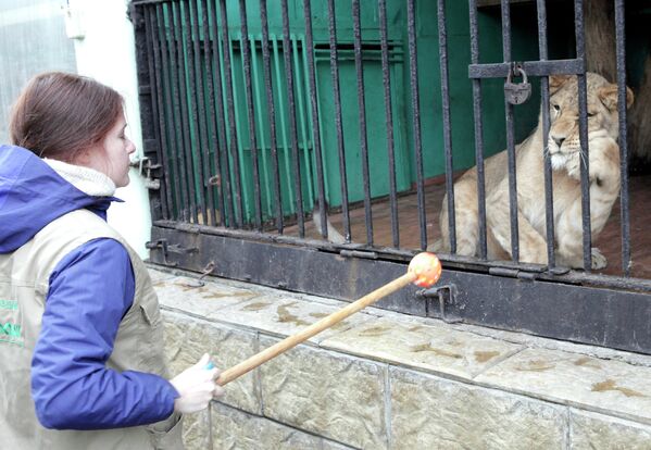 Африканская львица Тася в Ленинградском зоопарке