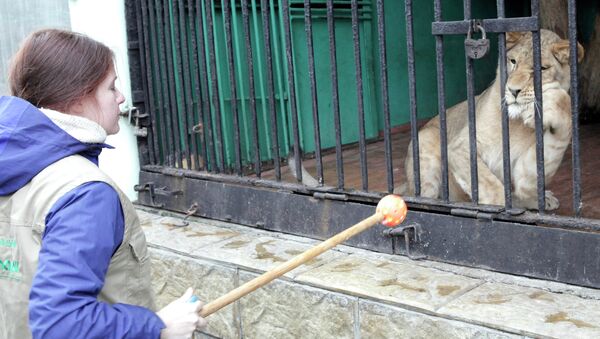 Африканская львица Тася в Ленинградском зоопарке. Архивное фото