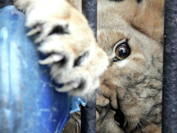 Африканская львица Тася в Ленинградском зоопарке