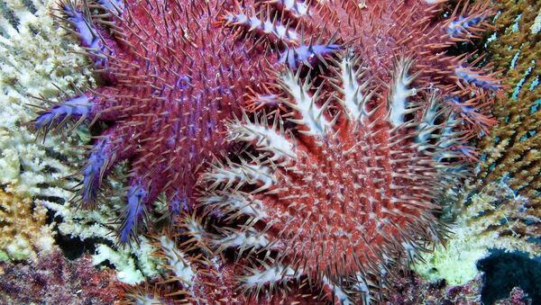 Морская звезда Терновый венец Crown of thorn - естественный враг коралловых полипов. Архив