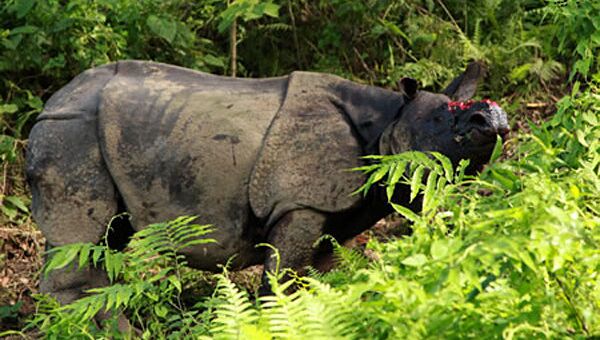 Носорог, найденный с отпиленным рогом рядом с национальным парком Казиранга, Индия