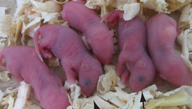 Мышата, родившиеся с помощью iPS-метода Мышата, родившиеся с помощью iPS-метода