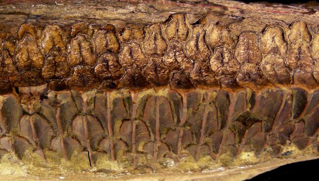 Микроструктура зубов эдмонтозавра Микроструктура зубов эдмонтозавра