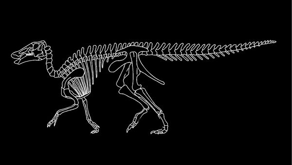 Скелет эдмонтозавра