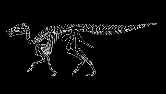 Скелет эдмонтозавра