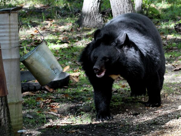 Семейная пара содержит 10 гималайских медведей в Приморском крае