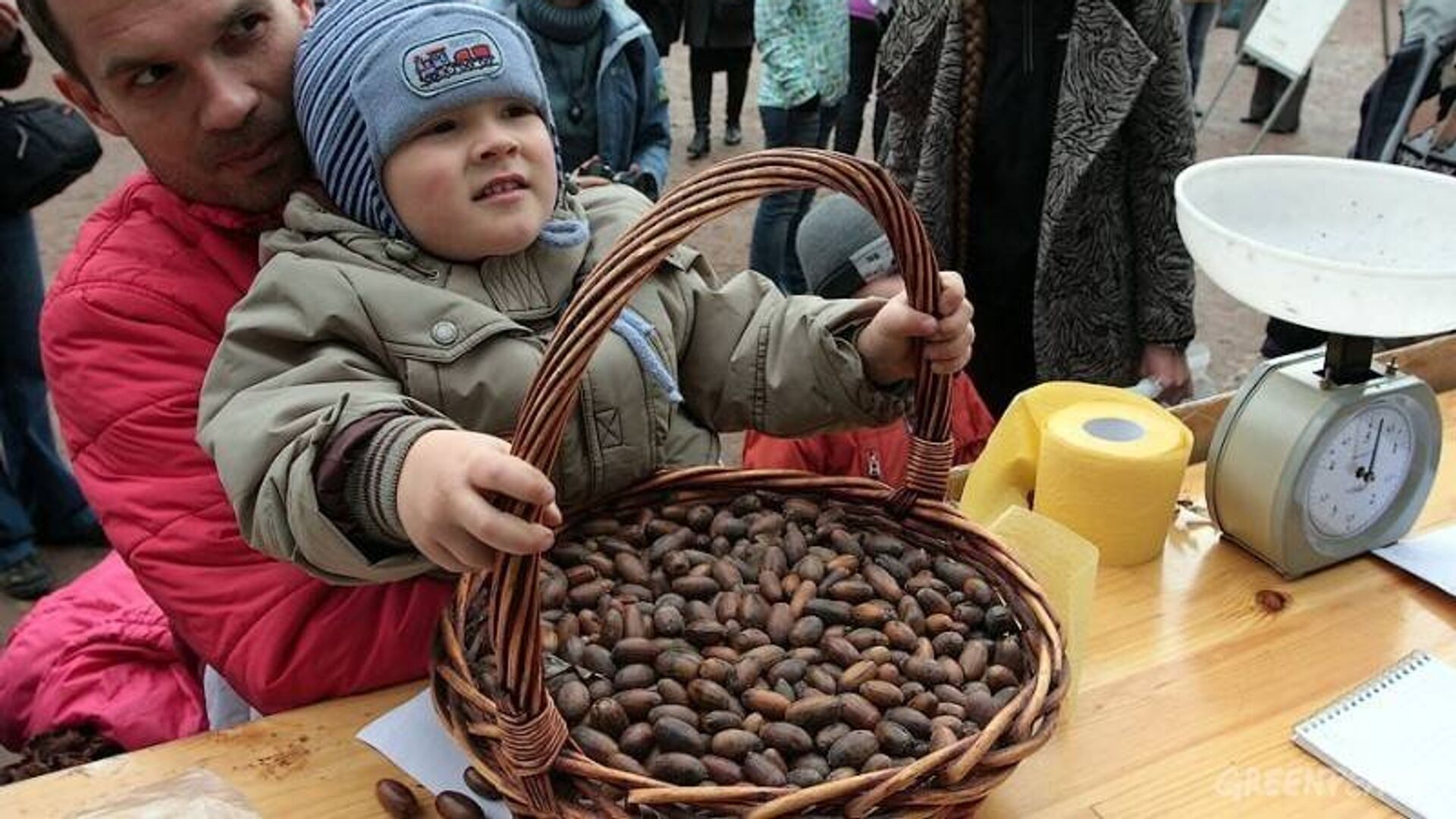 Тонна собирать. Сбор желудей. Сбор желудей дуба. Дети собирают желуди. Килограмм желудей.