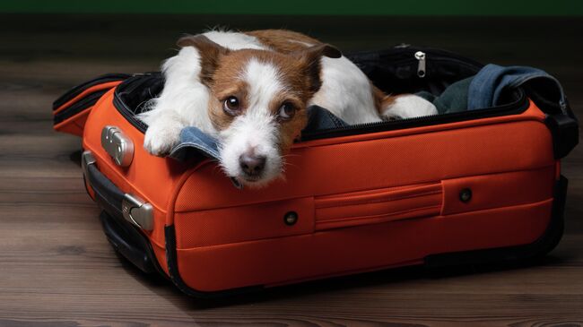 Собака породы джек-рассел терьер в чемодане