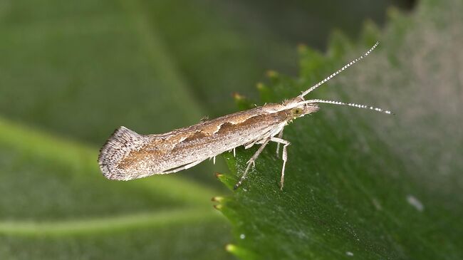 Капустная моль (Plutella xylostella)