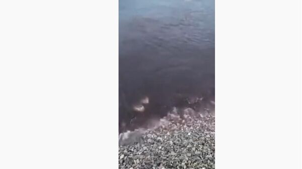 Вода в Новороссийской бухте окрасилась в кровавый цвет