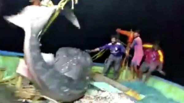 Рыбаки из Кералы выпустили исчезающую китовую акулу обратно в море