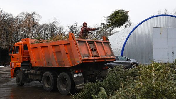 Рабочий пункта переработки новогодних елок выгружает ель из самосвала для последующей переработки