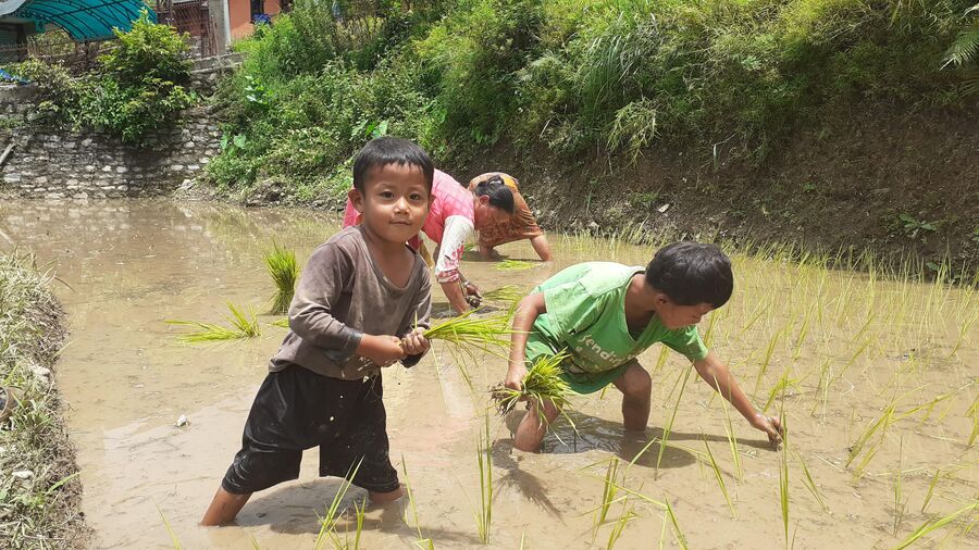Непал. Посадка риса