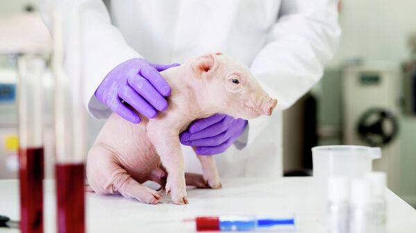 Свинья в лаборатории
