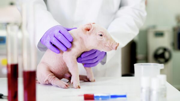 Свинья в лаборатории
