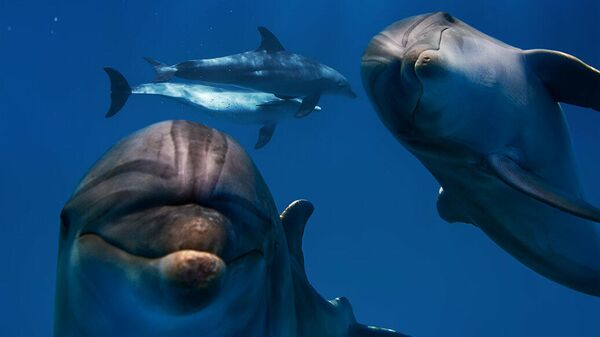 Друг всех дельфинов