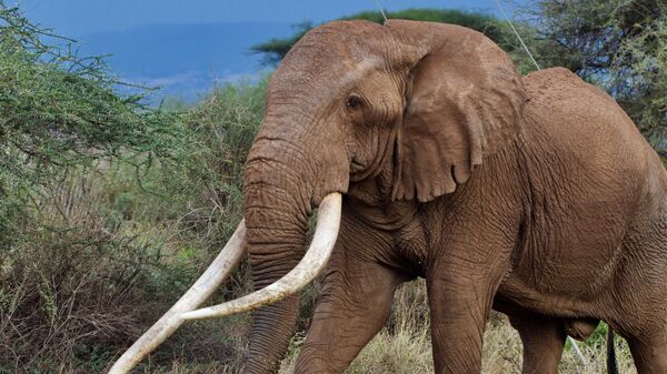 Слон Тим в кенийском Национальном парке Амбосели
