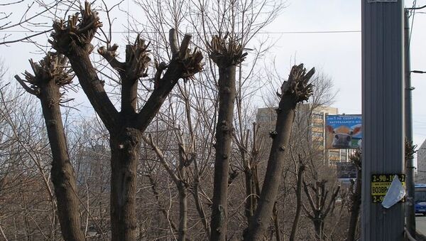 Незаконные рубки деревьев во Владивостоке