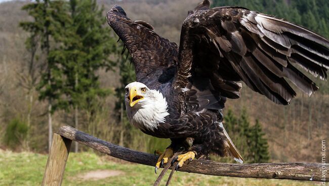 Greifvogelpark - парк хищных птиц в Германии