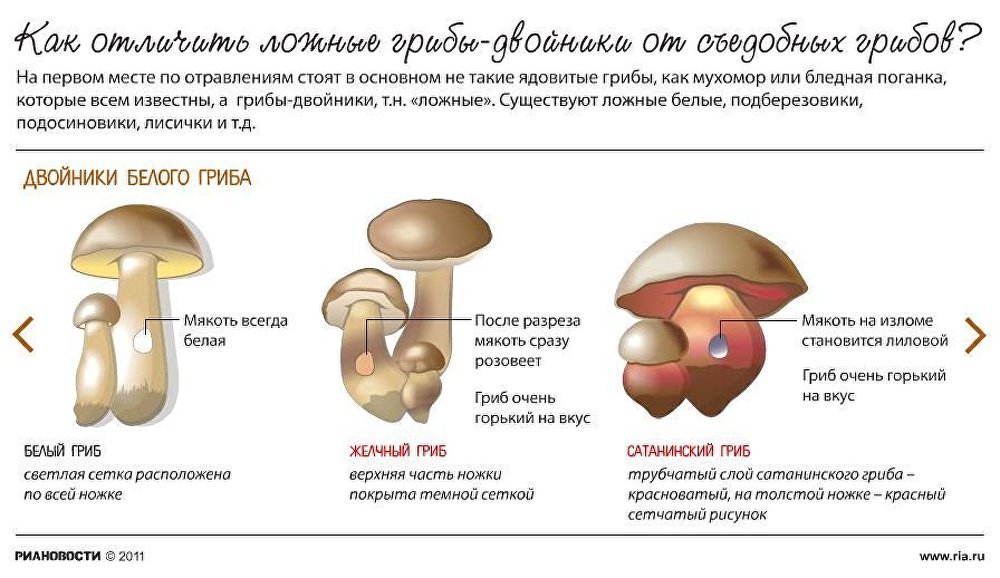Как отличить ложные грибы