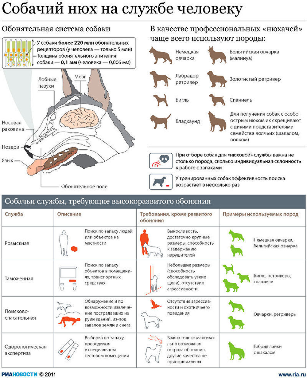 Собачий нюх на службе человеку