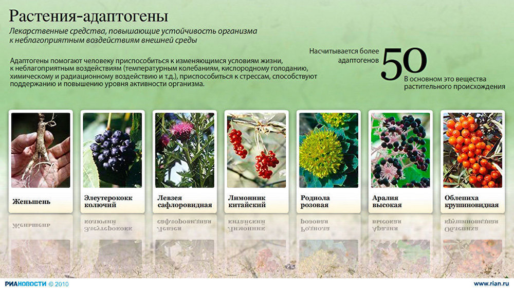 Растения-адаптогены Растения-адаптогены