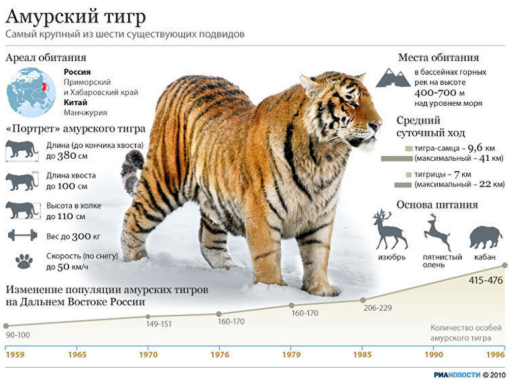 размер тигра