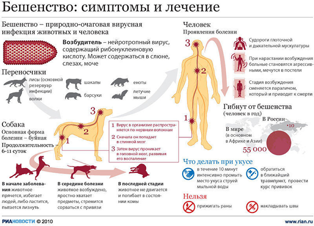 Бешенство: симптомы и лечение