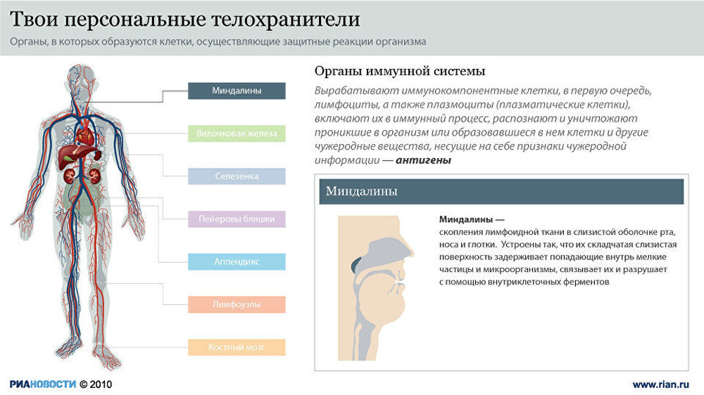 Бойцы невидимого фронта, или Органы иммунной системы