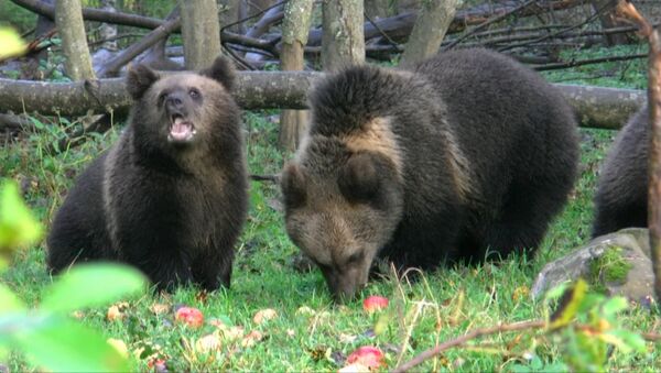 Медвежат-сирот кормят яблоками и усыпляют, чтоб отвезти в лес и отпустить